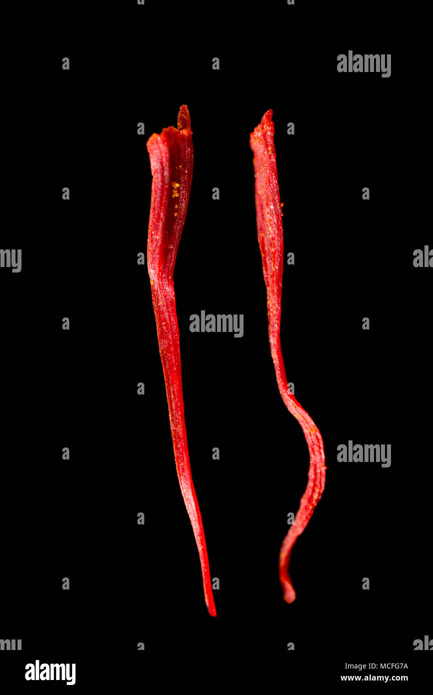 Due trefoli di zafferano, Crocus sativus, un vasetto acquistato da un supermercato uk su uno sfondo nero. Foto Stock