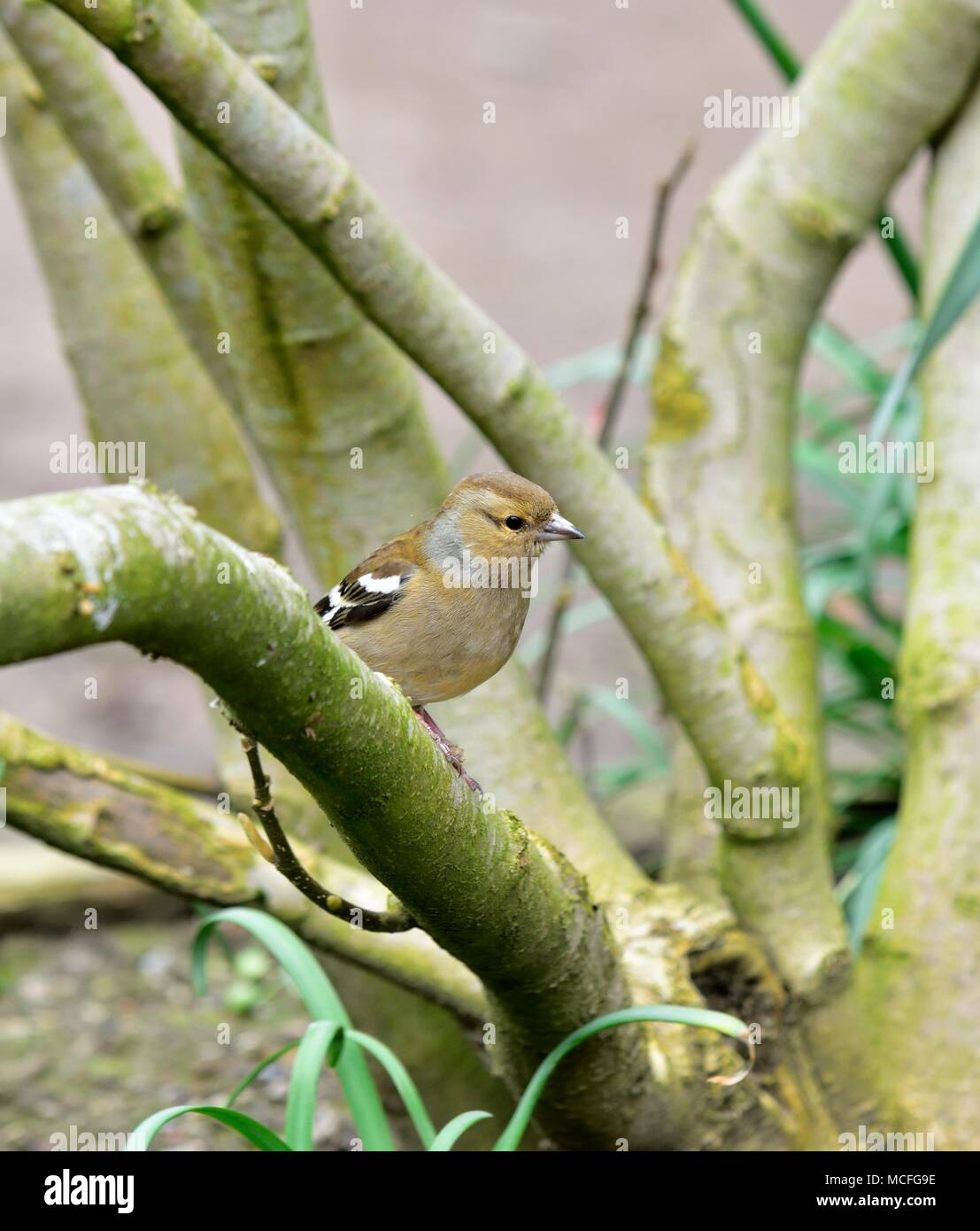 Una femmina adulta fringuello Fringilla coelebs appollaiato su un ramo di una boccola Foto Stock
