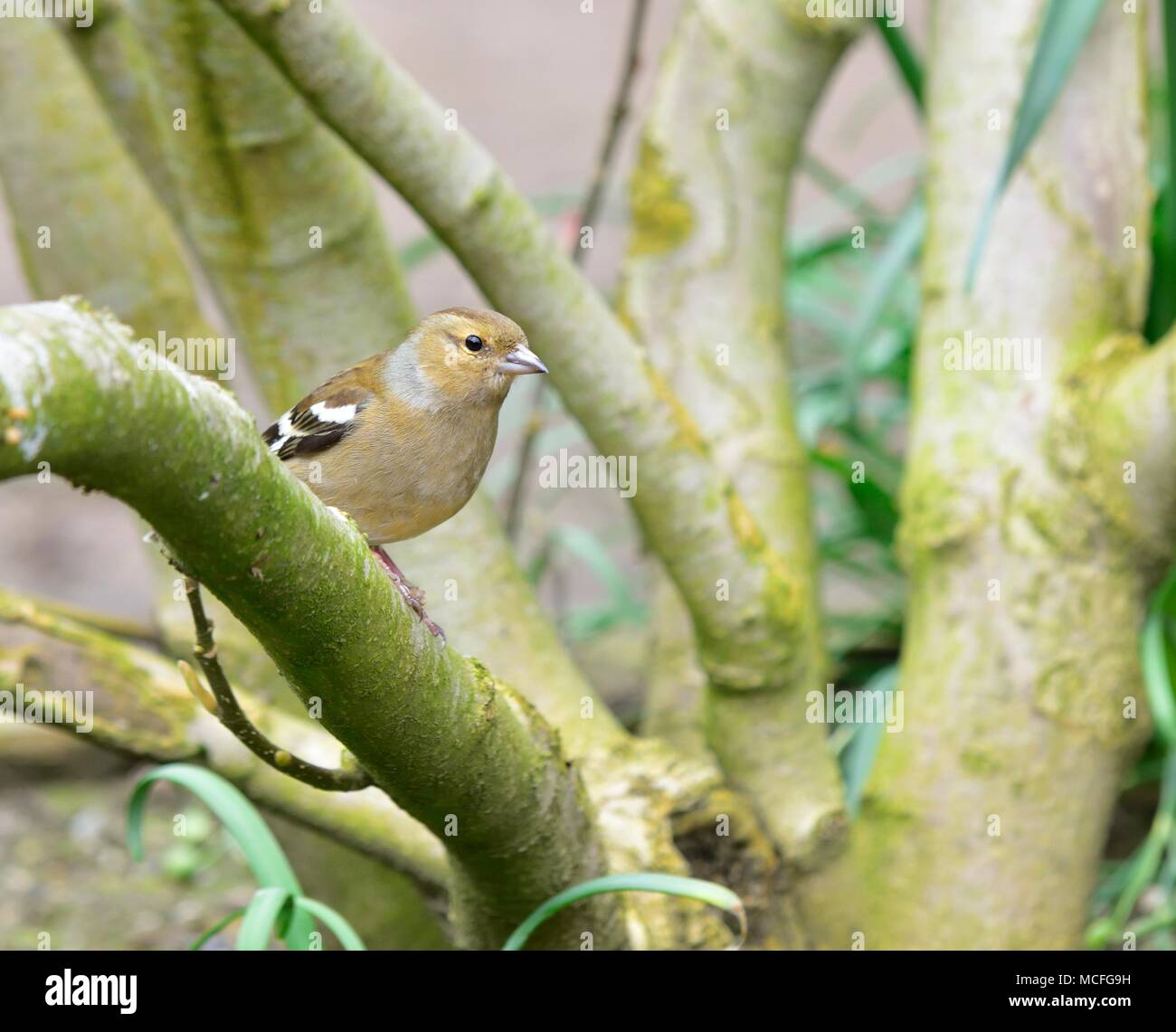 Una femmina adulta fringuello Fringilla coelebs appollaiato su un ramo di una boccola Foto Stock