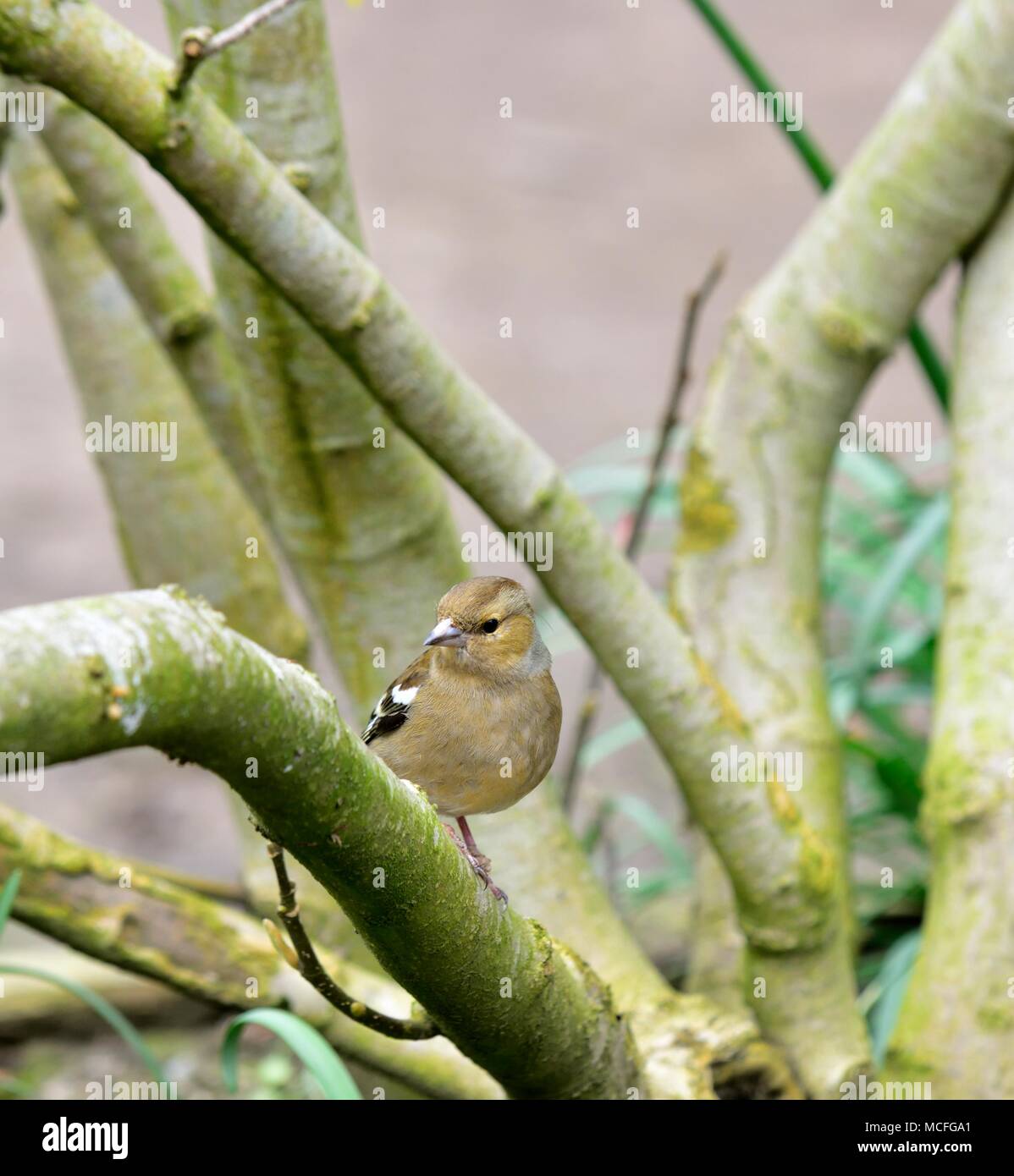 Una femmina adulta fringuello Fringilla coelebs appollaiato su un ramo di una boccola Foto Stock