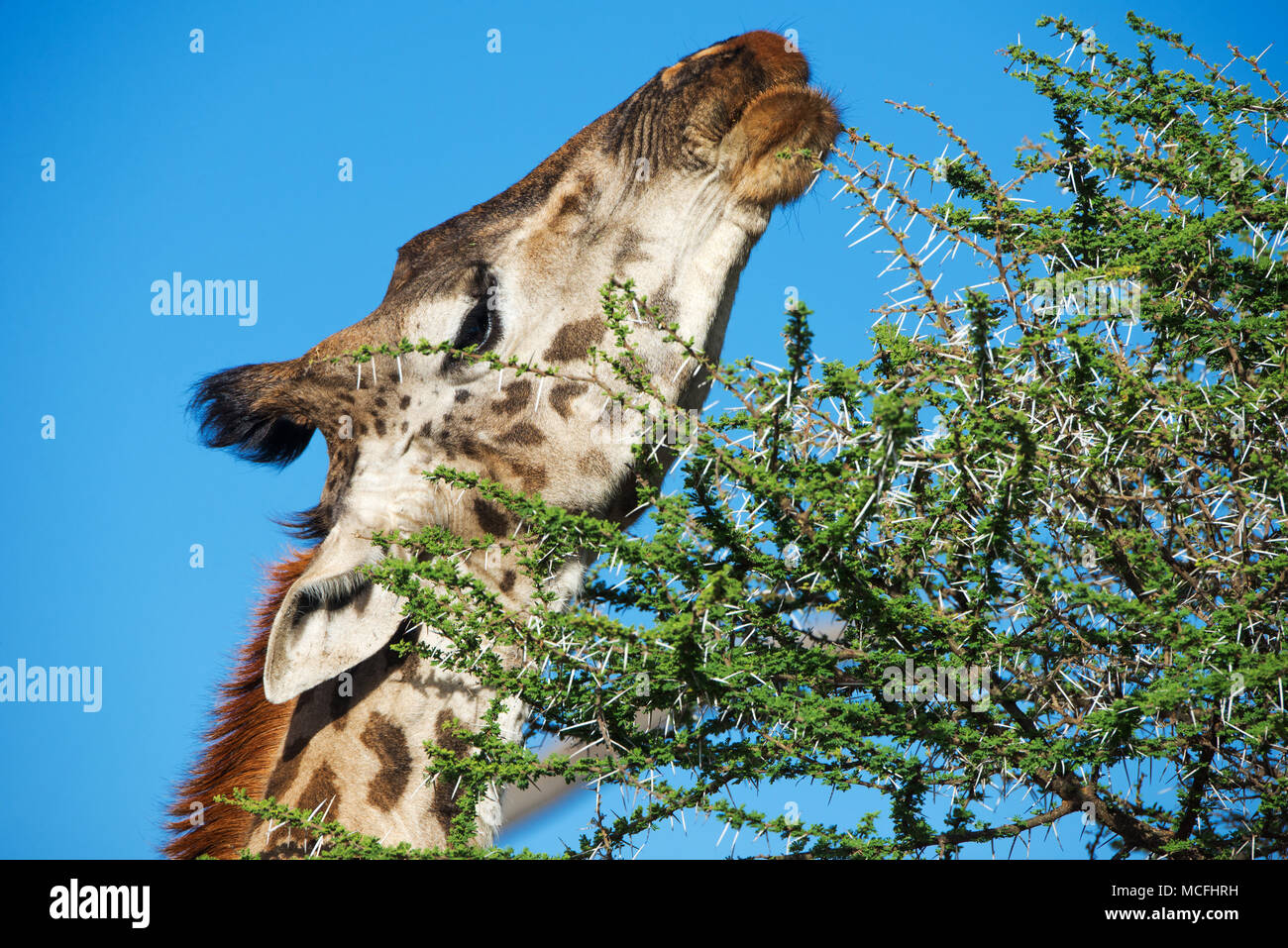 CLOSE UP MASAI GIRAFFE (GIRAFFA TIPPELSKIRCHI) mangiare le foglie di acacia, Serengeti National Park, TANZANIA Foto Stock