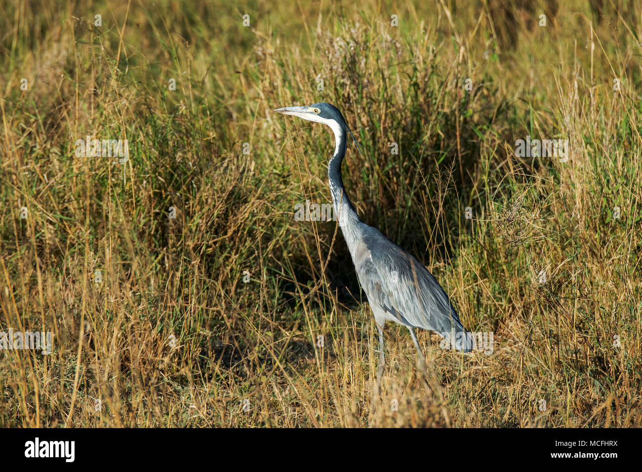 Testa nera airone rosso (Ardea MELANOCEPHALA), il Parco Nazionale del Serengeti, TANZANIA Foto Stock