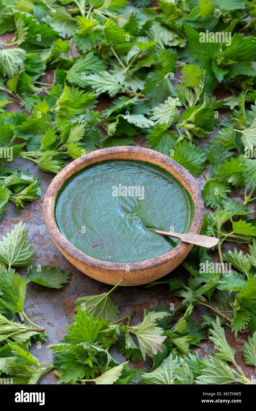 Foraged wild cibo. Ciotola di zuppa di ortica e sensazioni puntorie ortiche su un sfondo di ardesia. Regno Unito Foto Stock