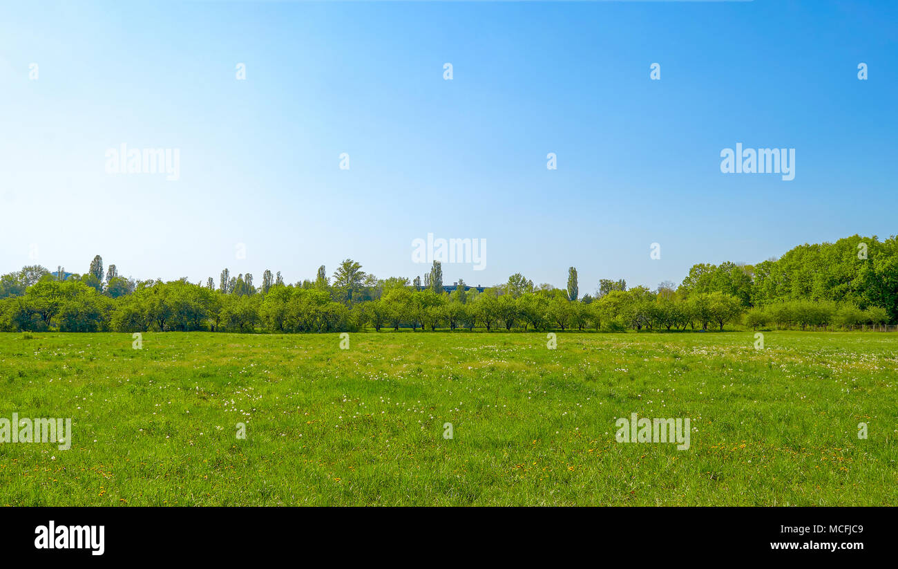 Campo con il tarassaco giallo e blu cielo Foto Stock