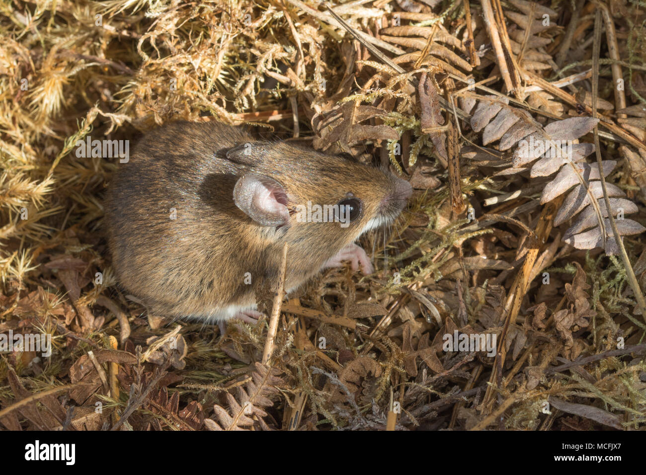 Close-up di wild wood mouse (Apodemus sylvaticus) nel Surrey, Regno Unito Foto Stock