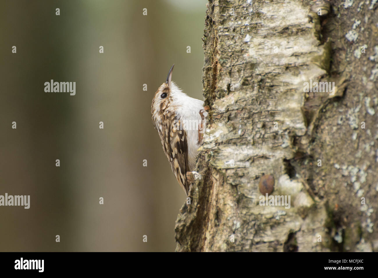 Albero superriduttore (Certhia familiaris) bird sul tronco di albero a RSPB Farnham Heath Riserva Naturale, Surrey, Regno Unito Foto Stock