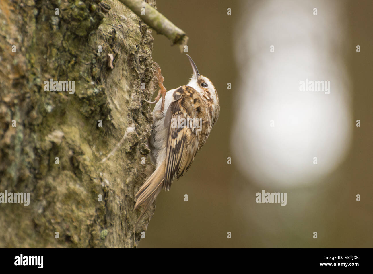 Albero superriduttore (Certhia familiaris) bird sul tronco di albero a RSPB Farnham Heath Riserva Naturale, Surrey, Regno Unito Foto Stock