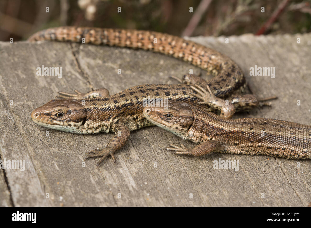 Due comuni lucertole (lucertola vivipara) (Zootoca vivipara) crogiolarsi nel tepore del sole su di una passerella a Thursley comune, Surrey. Lucertola comune. Foto Stock
