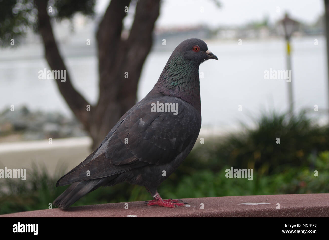 Pigeon nel Parco Foto Stock