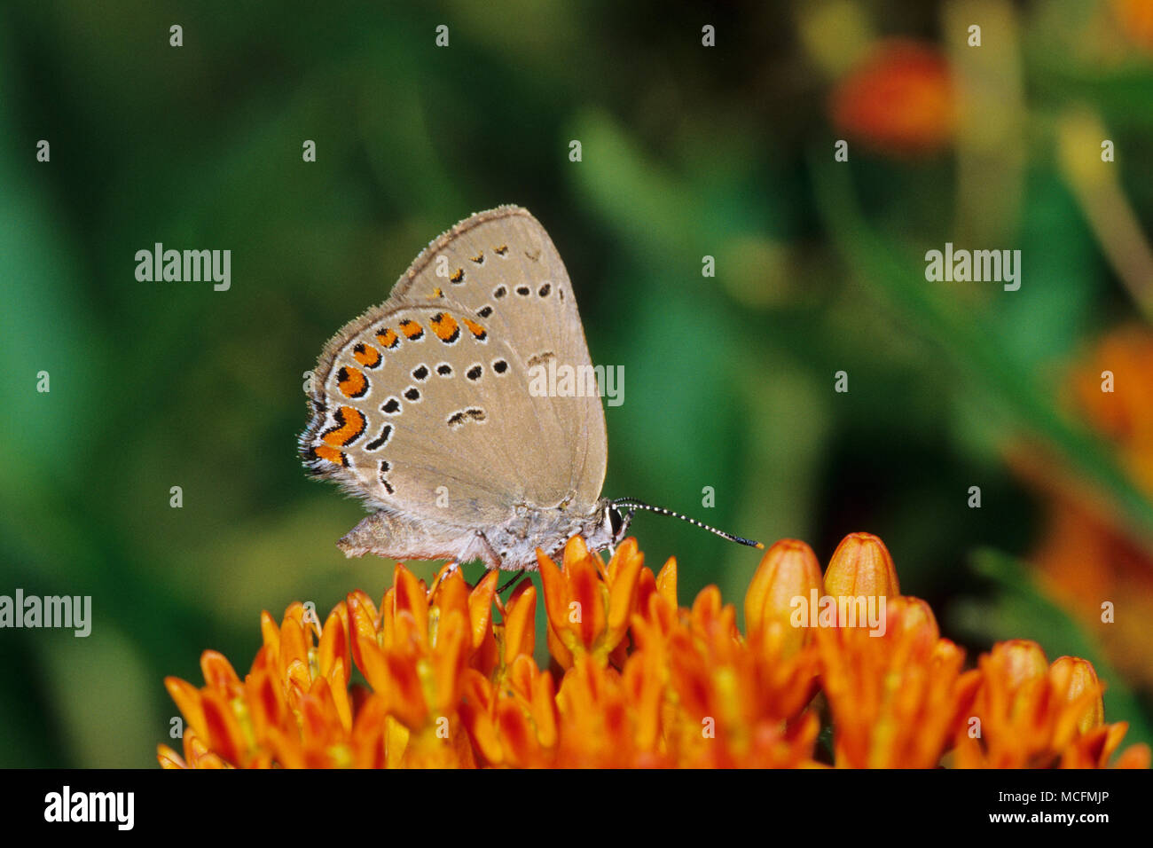 03152-00119 Coral Hairstreak (Satyrium tito) sulla farfalla (Milkweed Asclepias tuberosa) Marion Co. IL Foto Stock