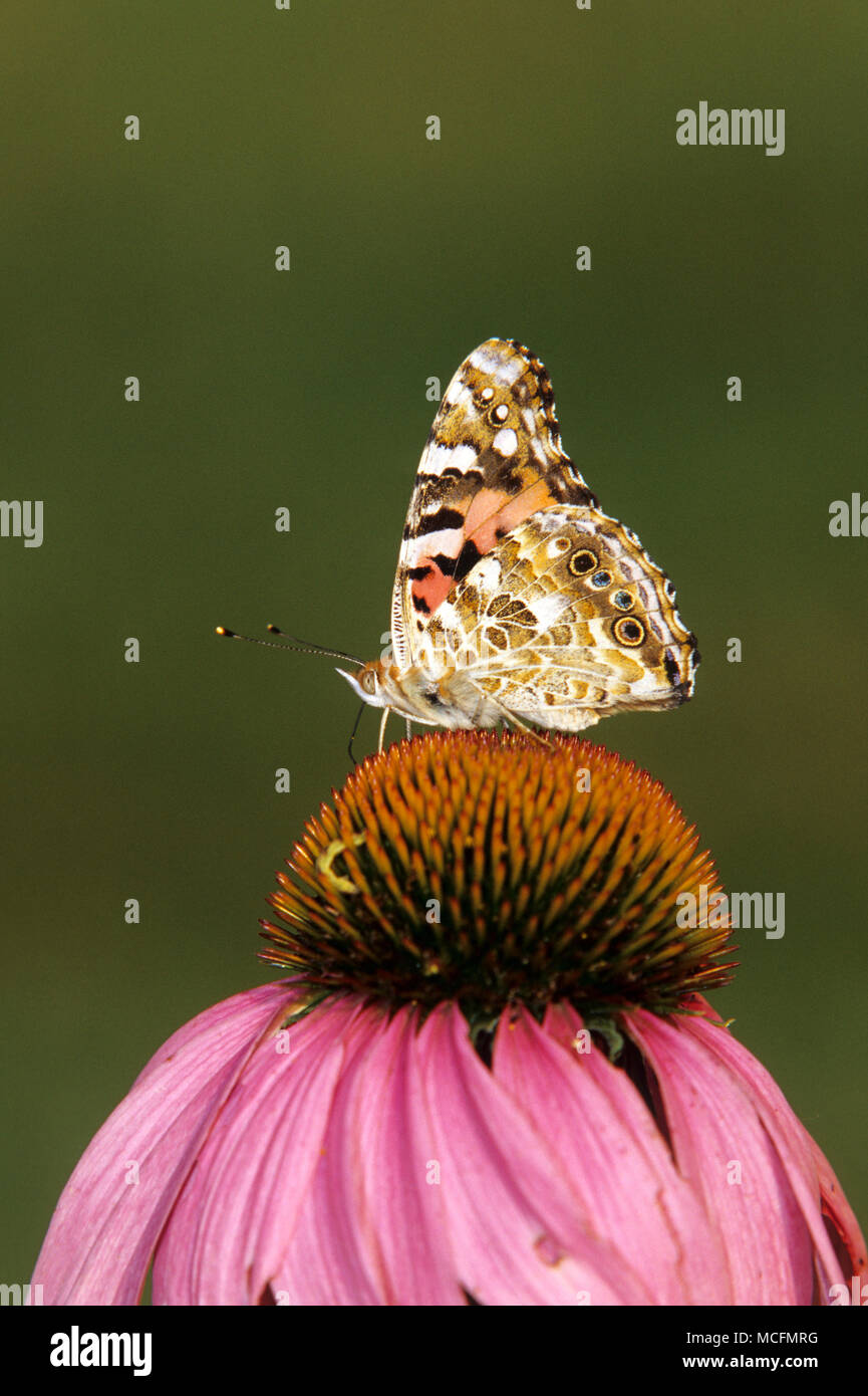 03406-004,20 dipinto Lady butterfly (Vanessa cardui) su Purple Coneflower (Echinacea purpurea) Marion Co. IL Foto Stock