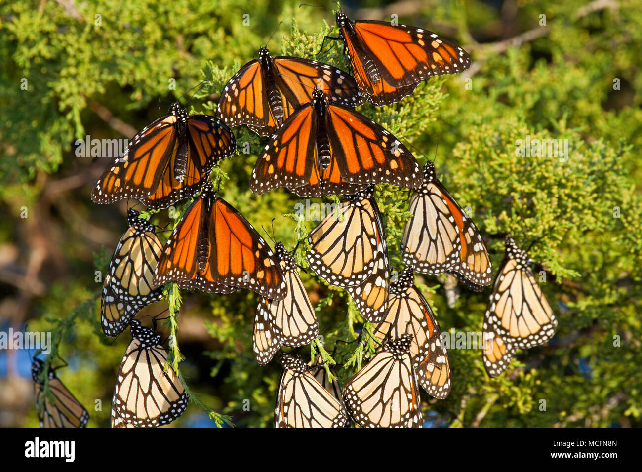 03536-05213 farfalle monarca (Danaus plexippus) sono ' appollaiati in Eastern Red Cedar tree (Juniperus Virginiana), Prateria Ridge Stato Area Naturale, Mario Foto Stock