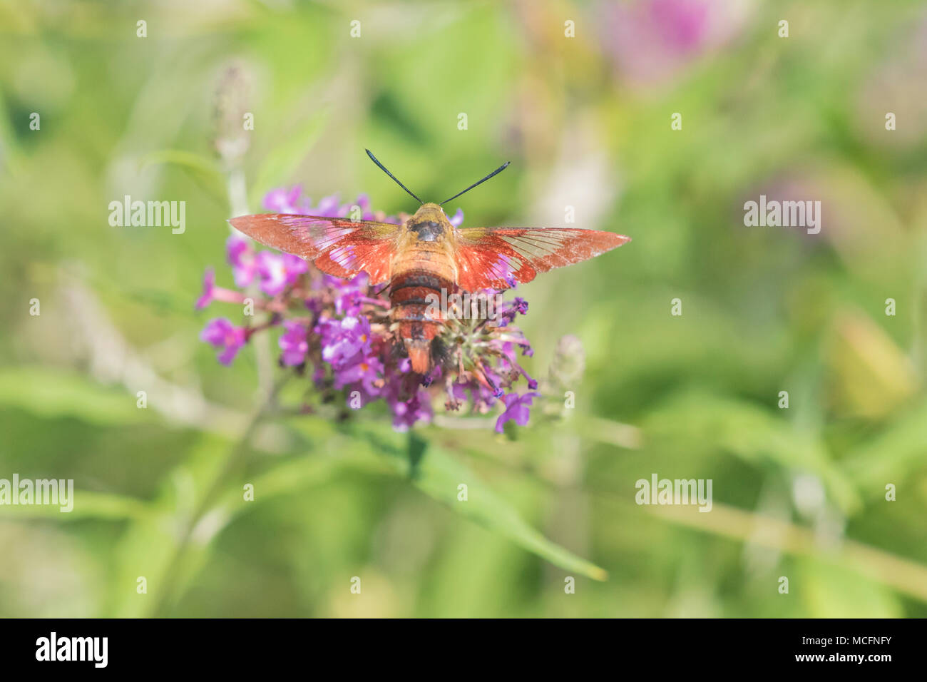 04014-00116 Hummingbird Clearwing (Hemaris thysbe) sulla boccola a farfalla (Buddleja davidii) Marion Co. IL Foto Stock