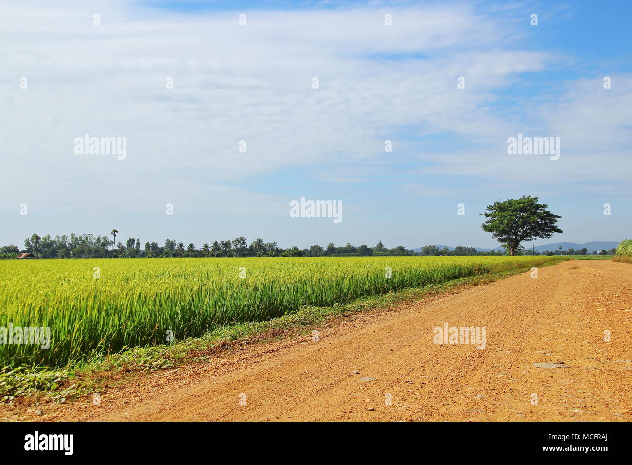 Country Road e albero verde e campo di riso con cielo blu sullo sfondo Foto Stock