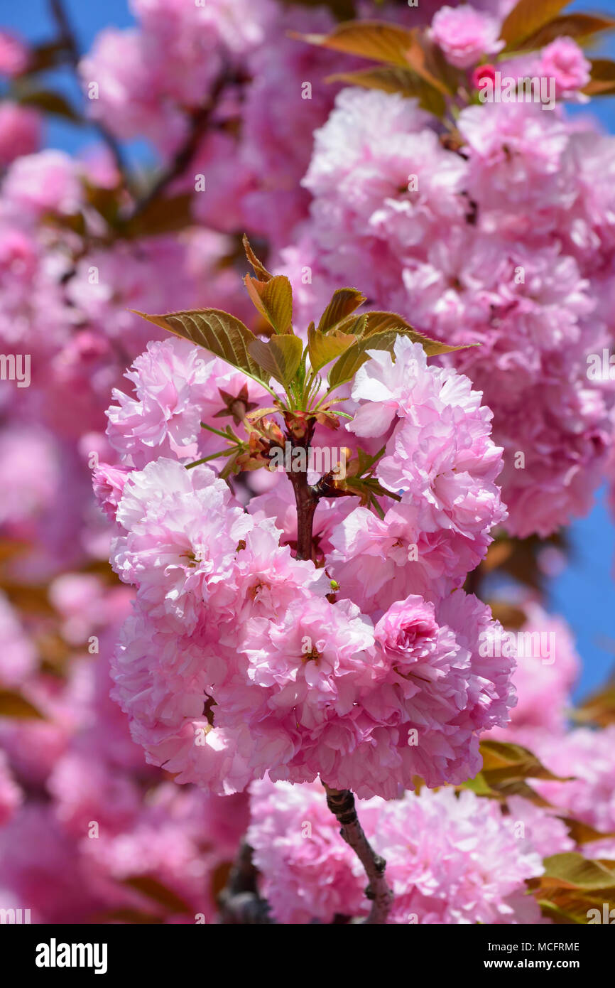 Un cluster di grandi dimensioni di giapponese di fiori di ciliegio in primo piano e cielo blu e sfocata sakura fiori in background Foto Stock