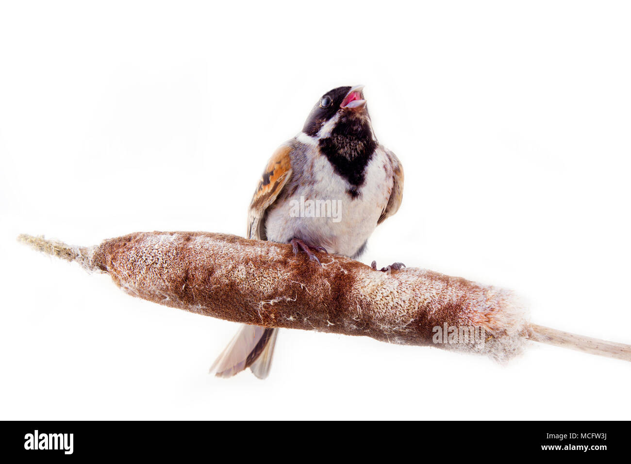 Voce maschile Reed Bunting, capinera (Emberiza schoeniclus) cantare mentre è seduto su cob di reed macis (Typha), palude residente. Amore Serenade Foto Stock