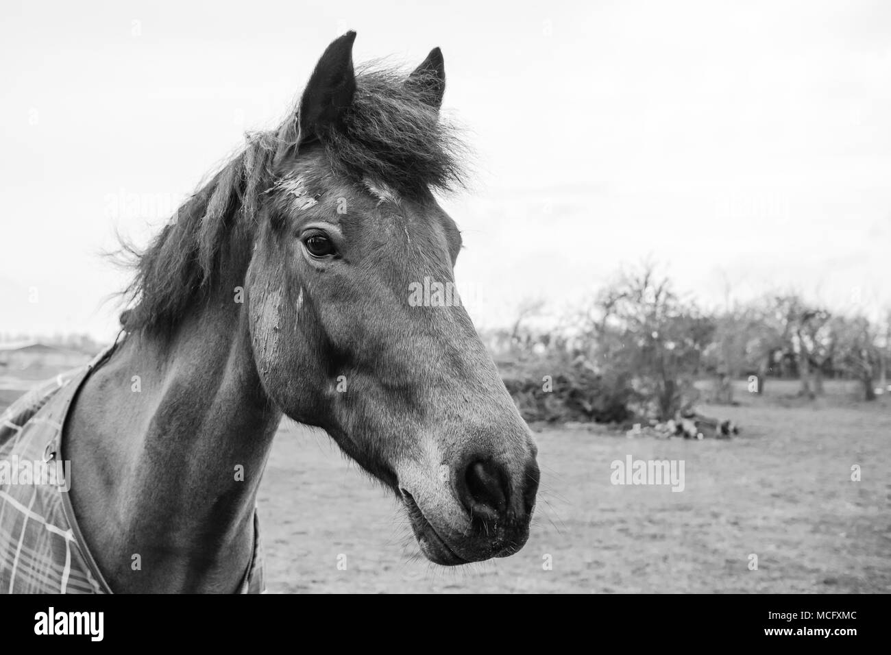 Immagine dettagliata di una castrazione cavallo mostra fango sul suo volto, avendo avuto recentemente un rotolo nel paddock in background. Egli può essere visto indossare un cappotto. Foto Stock