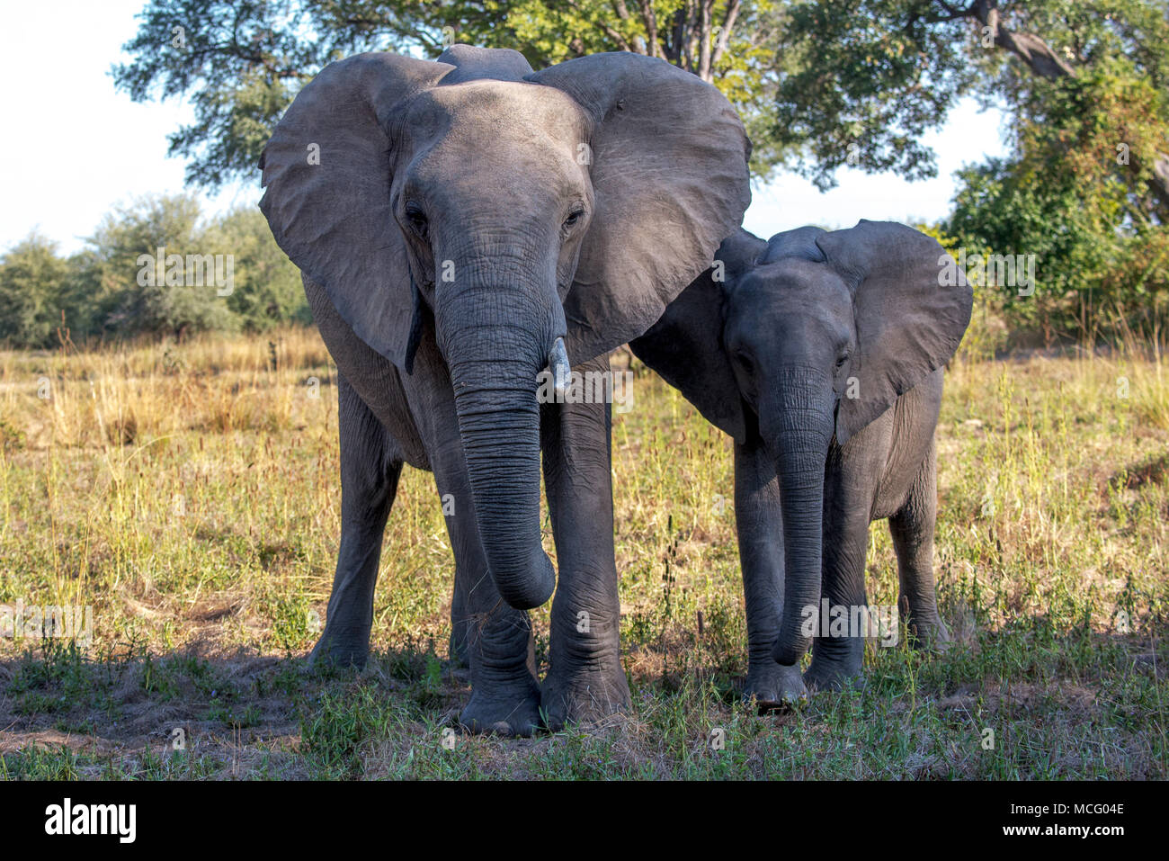 BUSH africano Elefante africano (Loxodonta africana) MADRE CON I GIOVANI VITELLI, ZAMBIA Foto Stock