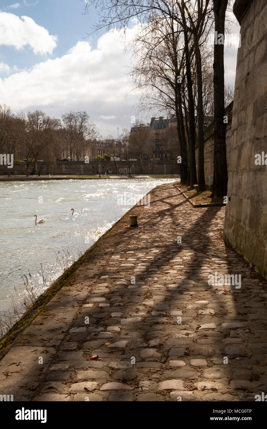 I cigni nuotare in acqua turbolenta lungo le rive della Senna. Parigi, Francia, Europa Foto Stock