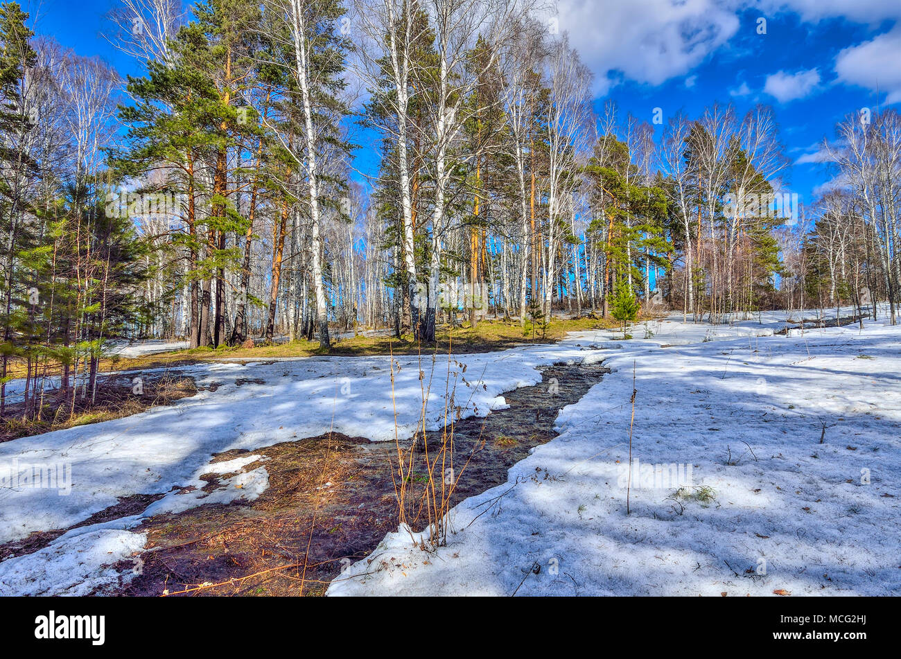 Inizio della primavera paesaggio nella foresta dove betulle bianche, verde di pini e primo erba giovane, con fusione della neve e brook a bright giornata soleggiata wit Foto Stock