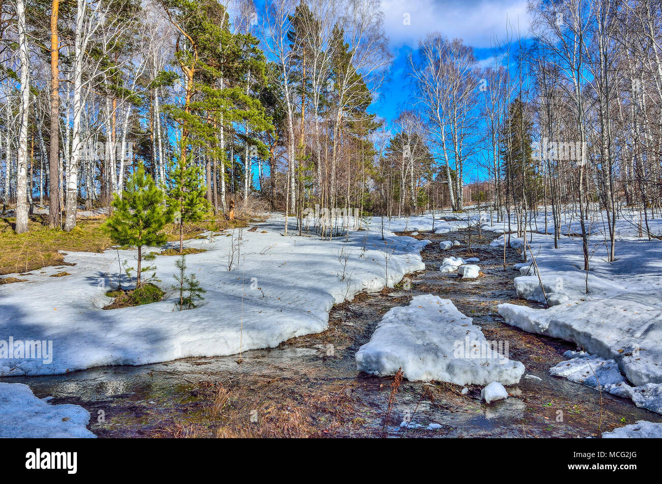 Inizio della primavera paesaggio nella foresta dove betulle bianche, verde di pini e primo erba giovane, con fusione della neve e brook a bright giornata soleggiata wit Foto Stock