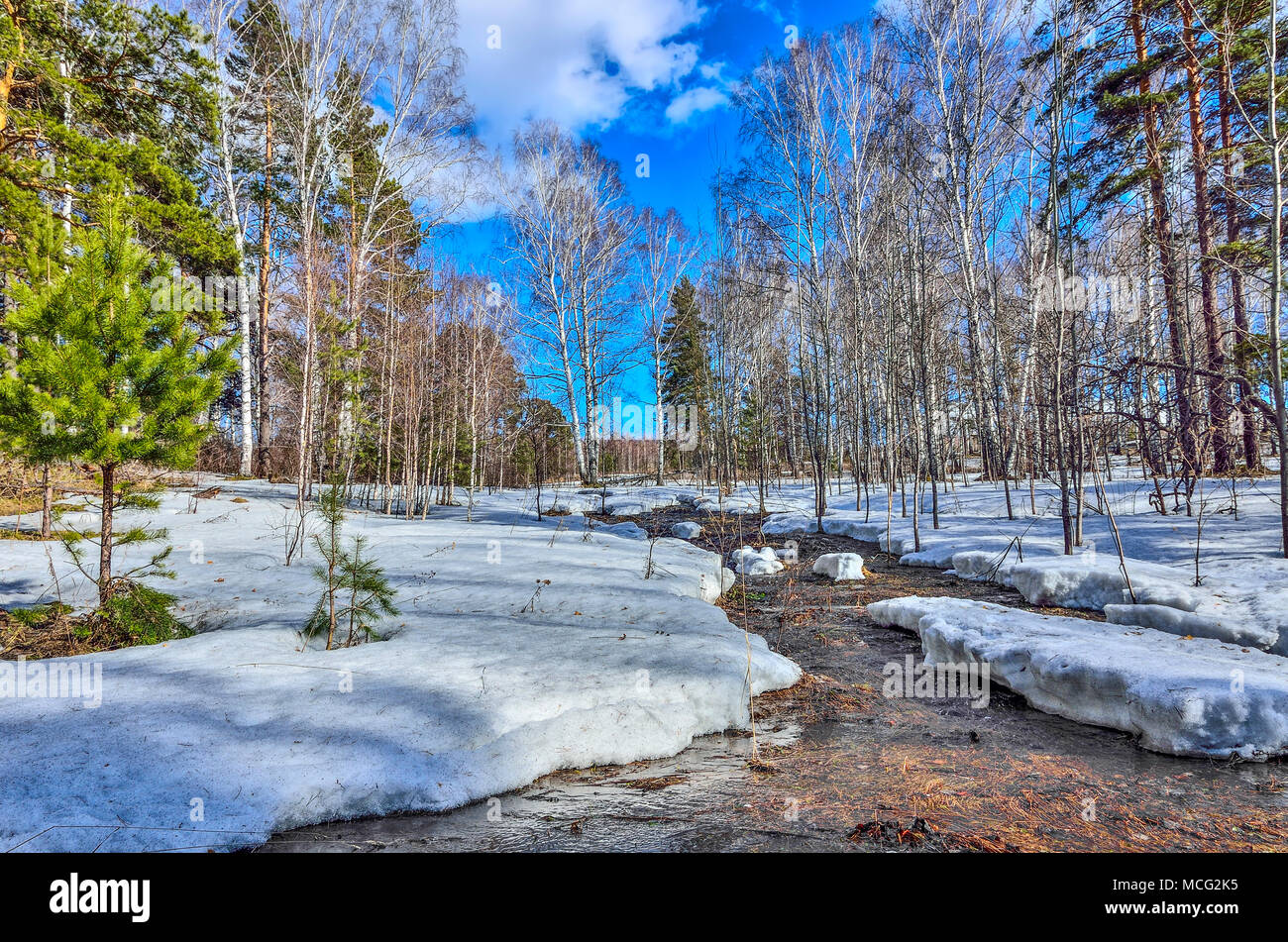 Inizio della primavera paesaggio nella foresta dove betulle bianche, verde di pini e primo erba giovane, con fusione della neve e brook a bright giornata soleggiata wit Foto Stock