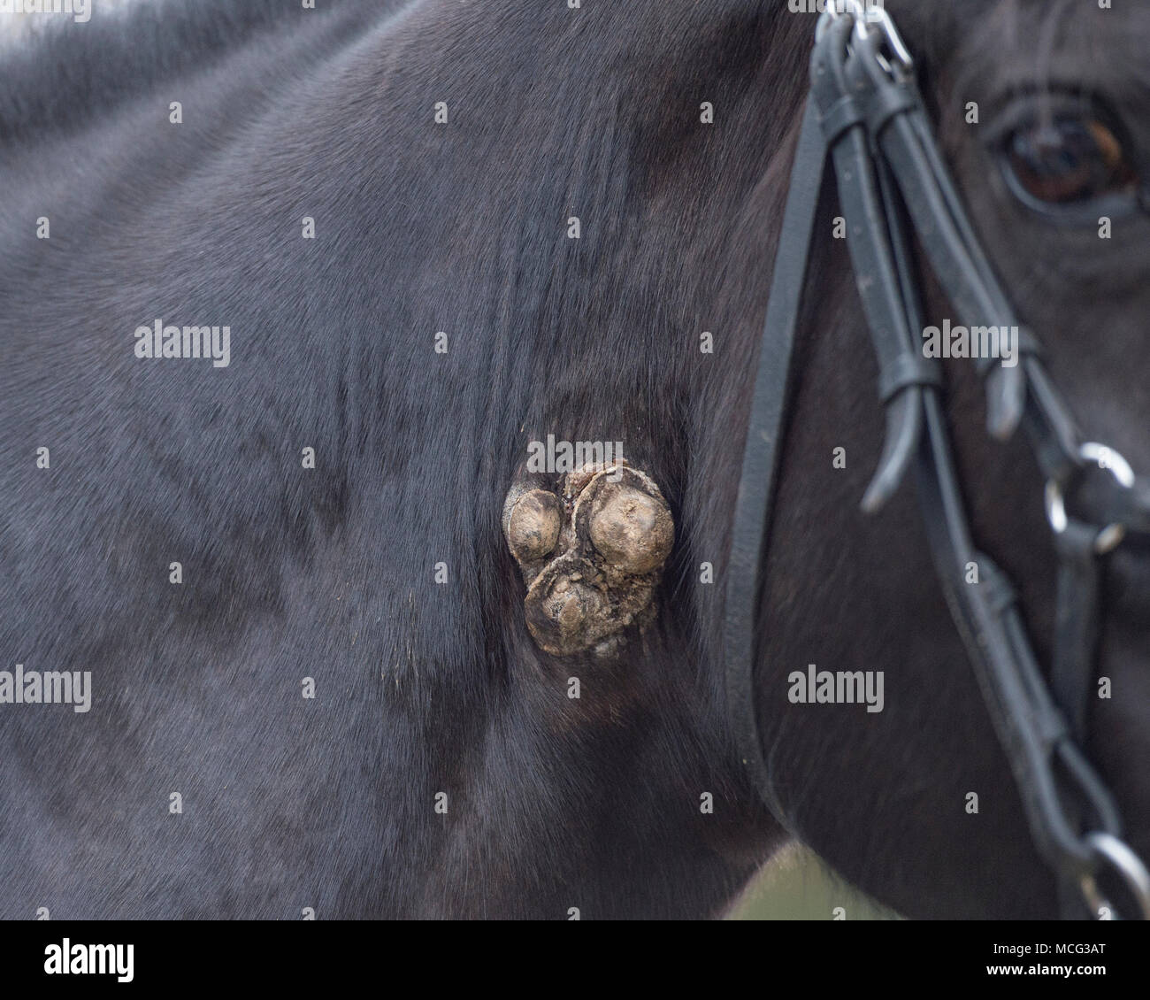Le verruche su un cavallo Foto Stock