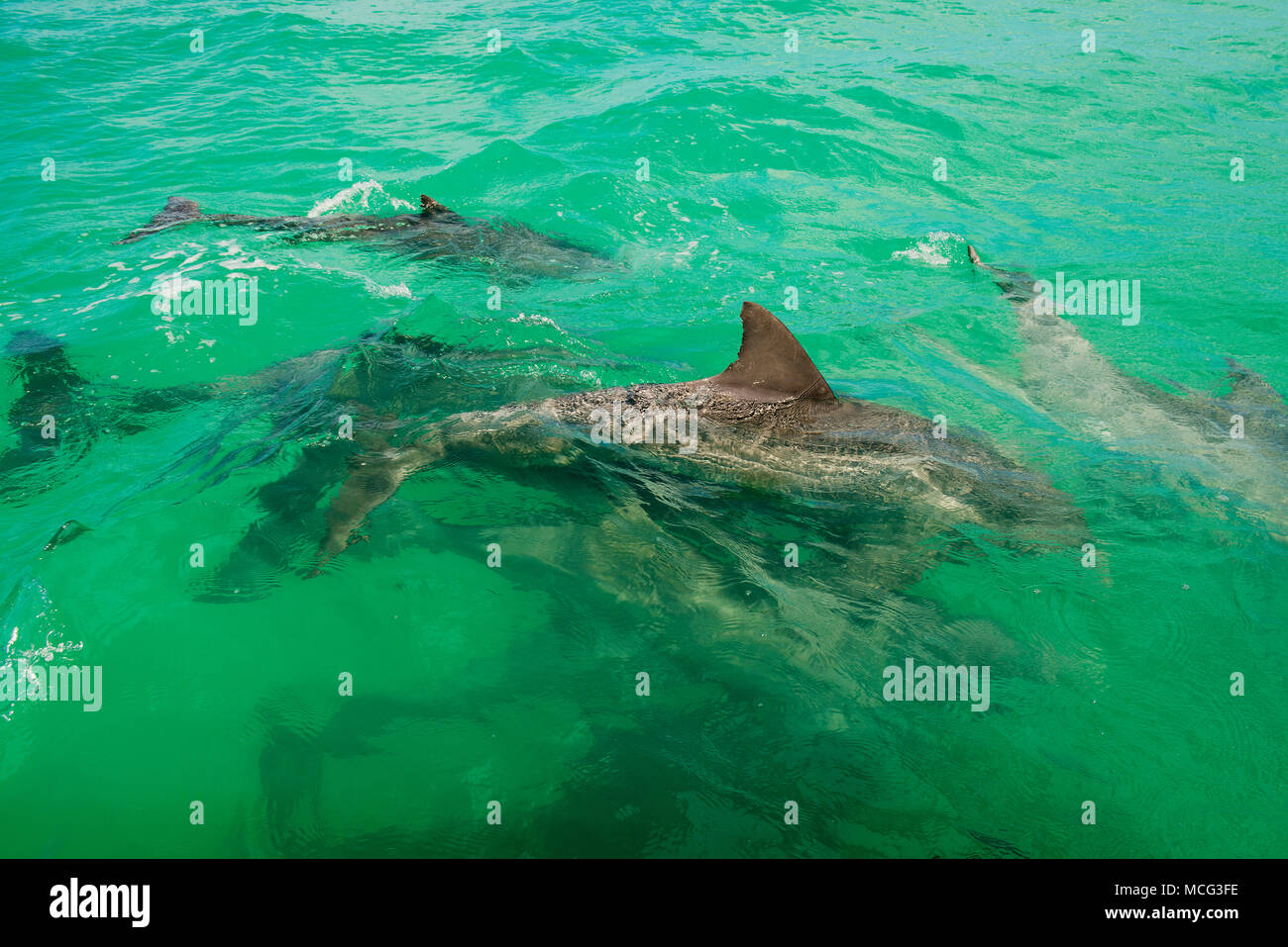 Un pod di i delfini dal Naso a Bottiglia off di Key West. Foto Stock