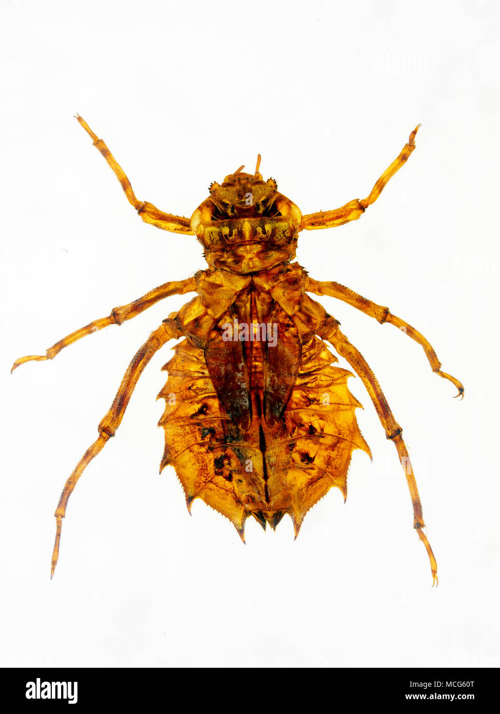 Schiumarola Larva - Brasile (73) Foto Stock