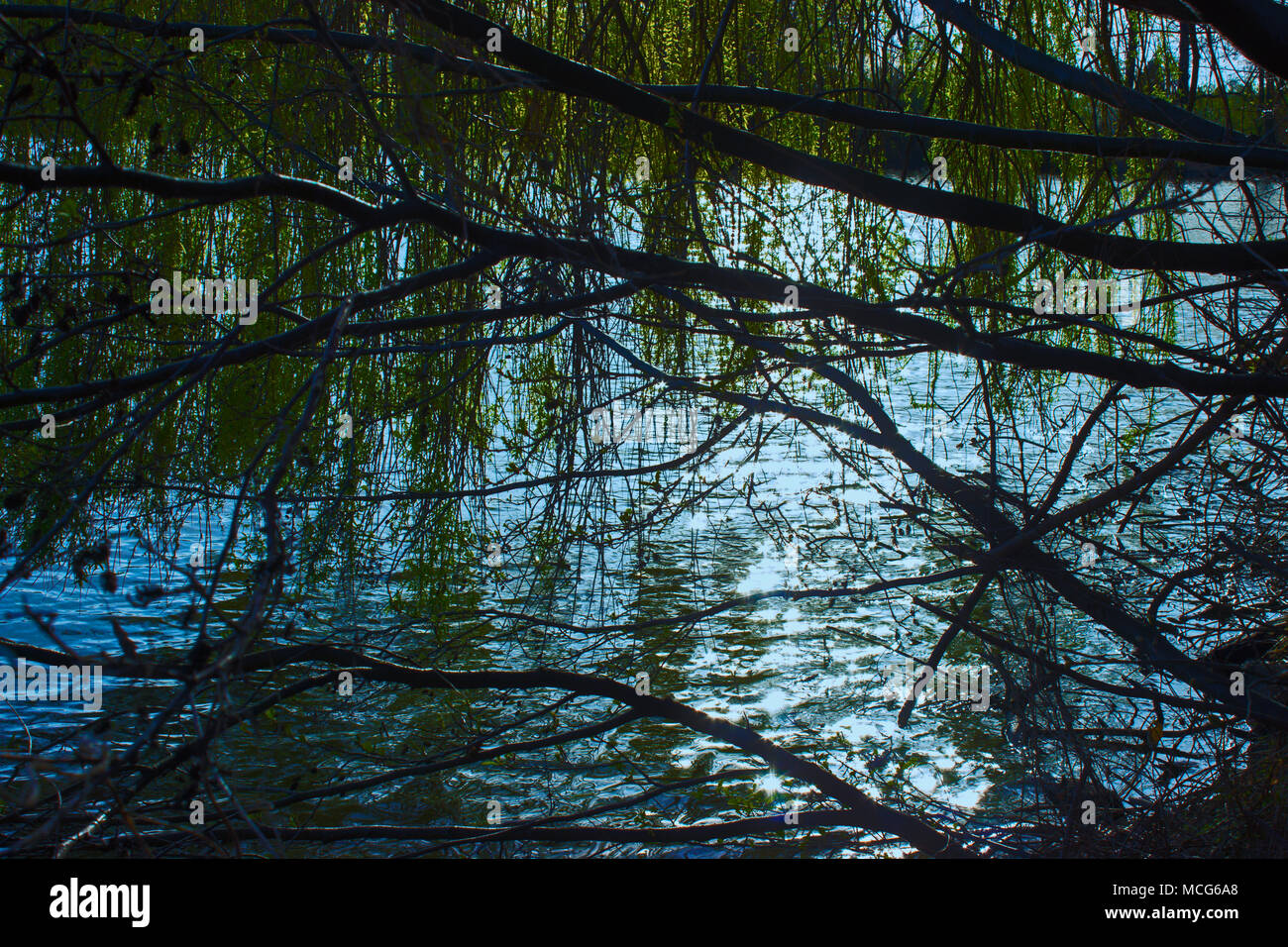 Una vista del lago su un albero rotto. Sullo sfondo è blu cielo. La riflessione del sole sulla superficie dell'acqua Foto Stock