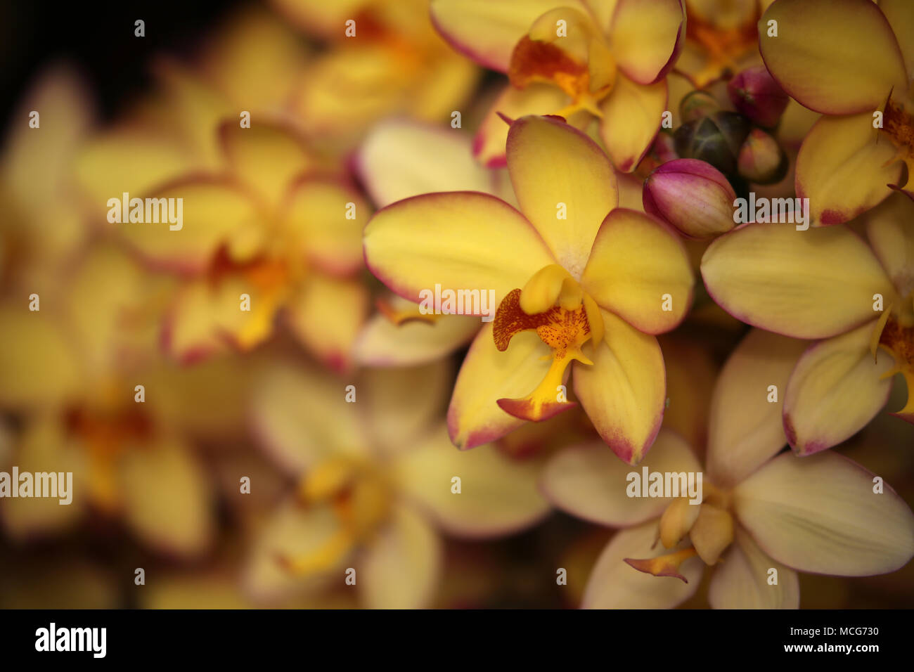 Spathoglottis orchid flower Mello giallo Foto Stock