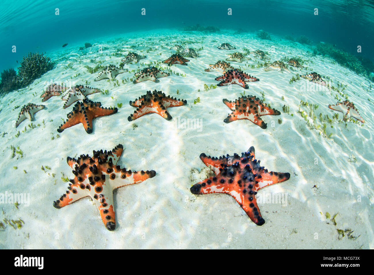 Colorato Chocolate Chip di stelle marine Protoreaster nodosus, coprire il fondale di sabbia di piante fanerogame prato in Raja Ampat, Indonesia. Foto Stock