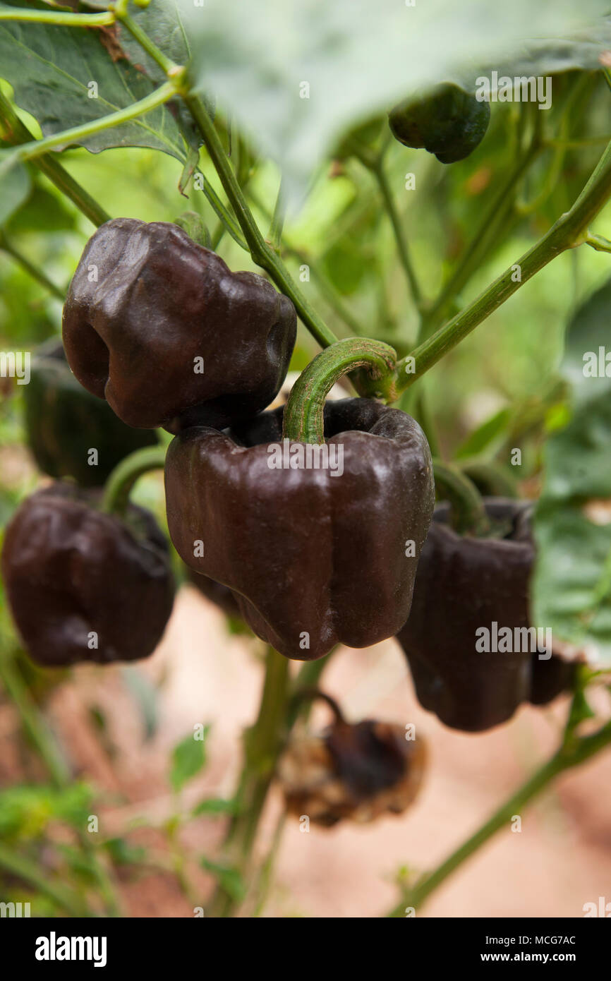 Chilhuacle negro chiles su una farm di Cile in Canada regione di Oaxaca. La fattoria cresce peperoncini rare come chilhuacle negros che sono solidali in ing Foto Stock