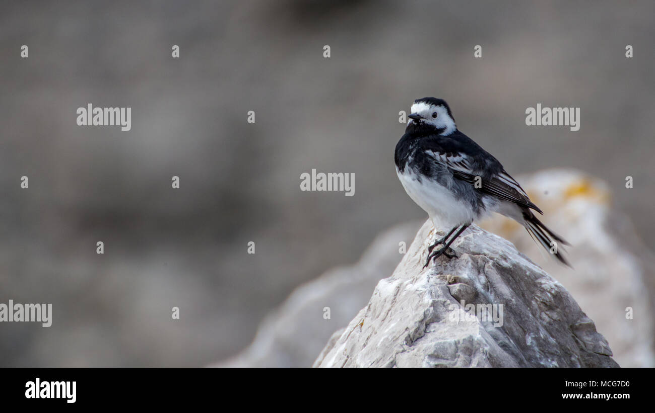 Pied wagtail (Motacilla alba) arroccato su una roccia prelevati in Morecambe Bay, Inghilterra, Regno Unito il 11 aprile 2018. Foto Stock