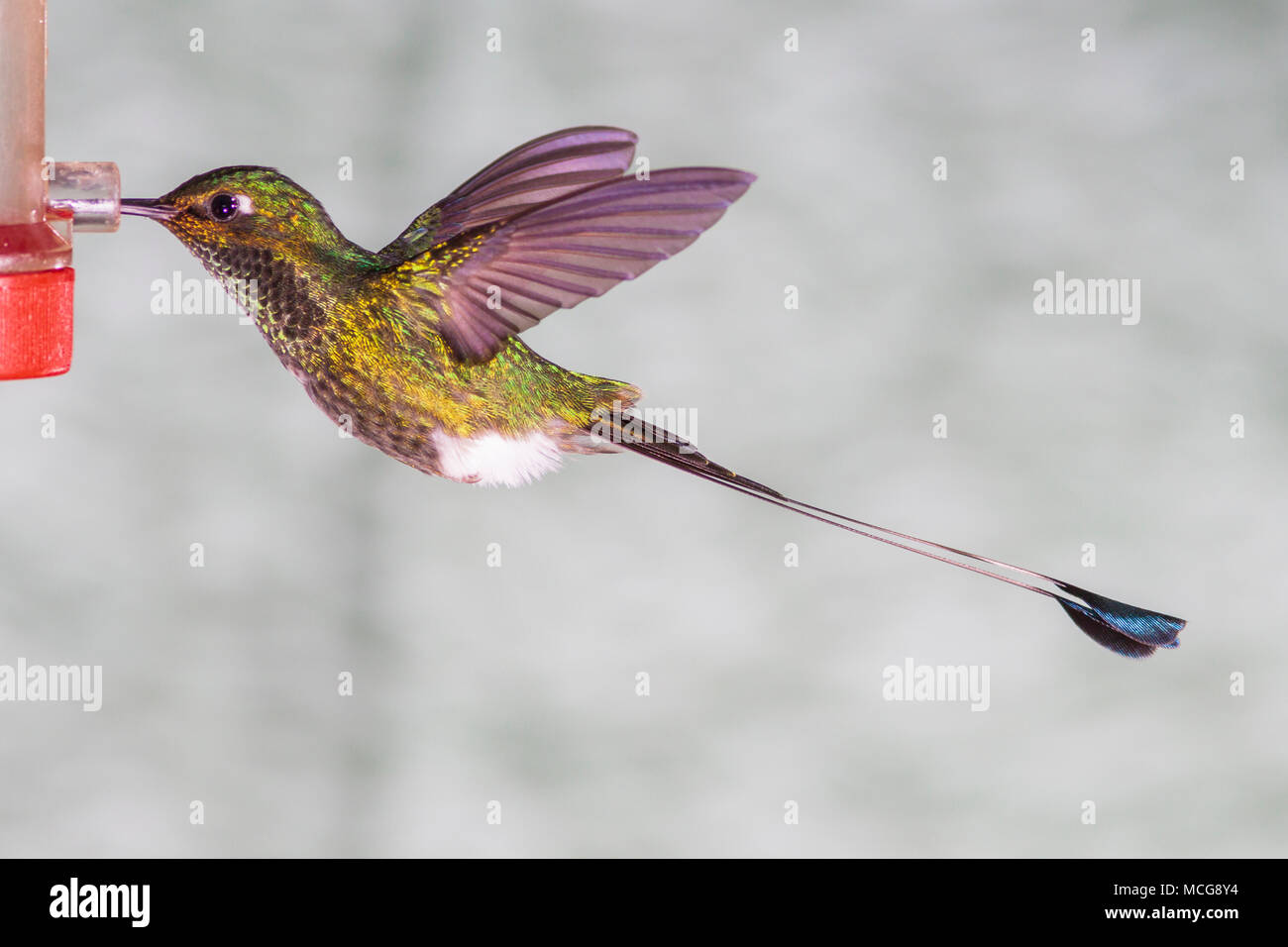 Avviato Racket-tail hummingbird, Ocreatus underwoodii, a Tandayapa Lodge in Ecuador. Foto Stock