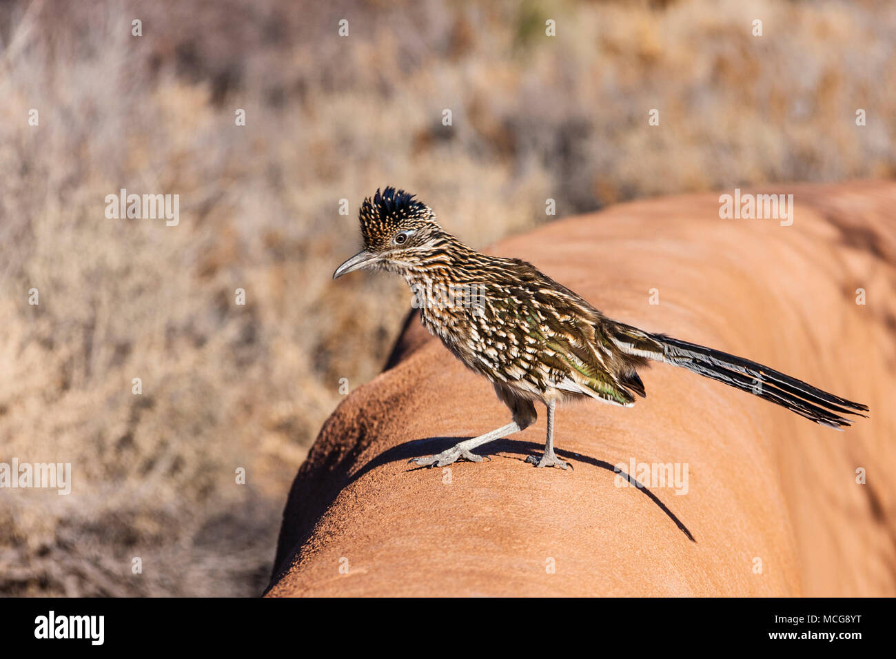 Greater Roadrunner, Geococcyx californianus, nel parcheggio del White Sands National Park (ex Monumento Nazionale) nel New Mexico. Foto Stock