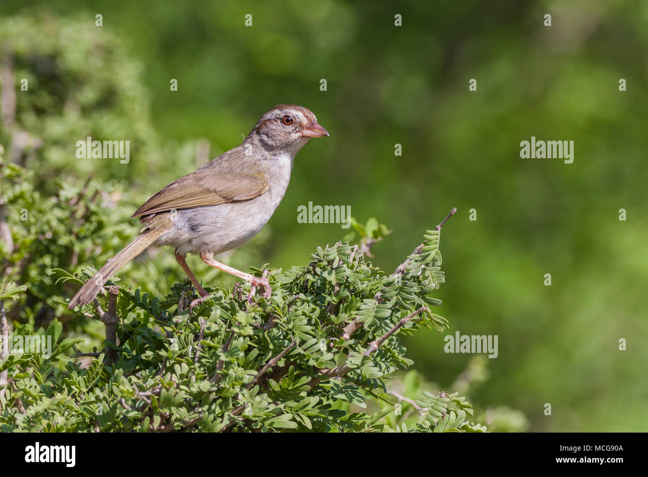 Passero Oliva, Arremonops rufivirgatus, una specie di American sparrow nella famiglia Emberizidae, su un ranch in Texas del Sud. Foto Stock