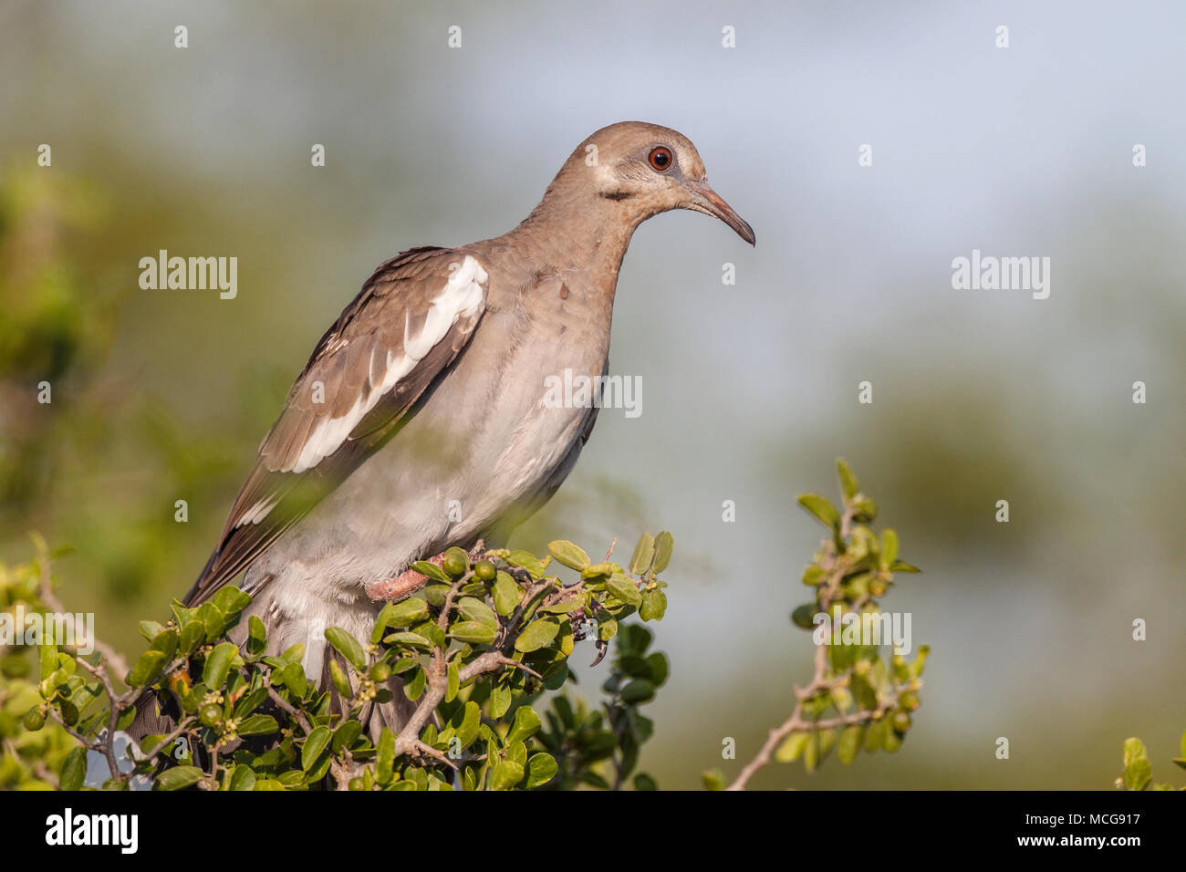 Bianco-winged Colomba, Zenaida asiatica, su un ranch in Texas del Sud. Foto Stock