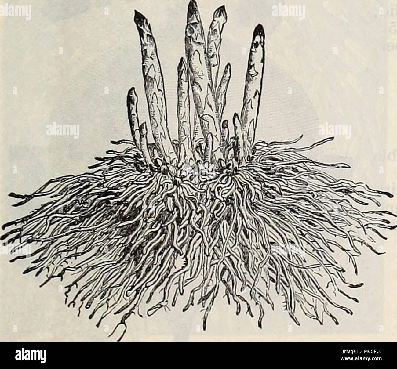 . Radice di asparagi. San Martin's rabarbaro. Nuovo Salvia (Holt'3 Mammoth.) Una grande lasciato varietà. Essa si diffonde rapidamente e mai corre per seme. 15 cts. ciascuno, $1.00 per doz. La patata dolce piante. Pronta a maggio e giugno. Noi crescere grandi quantità di rosso e giallo Nansemond, e sono in grado di stipulare contratti per grandi lotti. 30 cts. per 100, $2.00 per 1.000. Le piante di cavolo. Per i mesi di aprile e maggio la consegna. 40 cts. per 100 ; $3 00 per 1.000. Piante di cavolfiore (tempesta di neve.) Pot cresciuto, pronto per il mese di marzo e aprile. 60 per doz.; §3,50 per 100. Piante di cavolfiore. Da Hot-letto; pronto Aprile e Mav. $150 per 100. Foto Stock