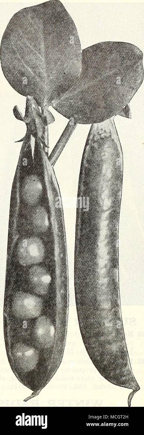 . Primi otto settimane i piselli Laxton i progressi di piselli 650 Laxton il progresso. Un ideale sorta per il piccolo giardino di casa dove lo spazio è un premi- um. "Progresso" cresce ma 18 pollici alto, ma i vigneti sono estremamente vigorosa e pro- duce la più grande baccello di qualsiasi precoce supplementari di sorta. Baccello medio 4£ pollici di lunghezza e sono ben riempito con 8, 9 o 10 verde profondo, grandi piselli, di sapore delizioso. Pronto per la raccolta entro sessanta giorni dal momento in cui i semi sono stati seminati, essendo a pochi giorni prima che sia centuplo o Laxtonian, il precedente leader in questa classe. Pkt., 15 cts.; lb., 30 cts.; lb., 50 cts Foto Stock