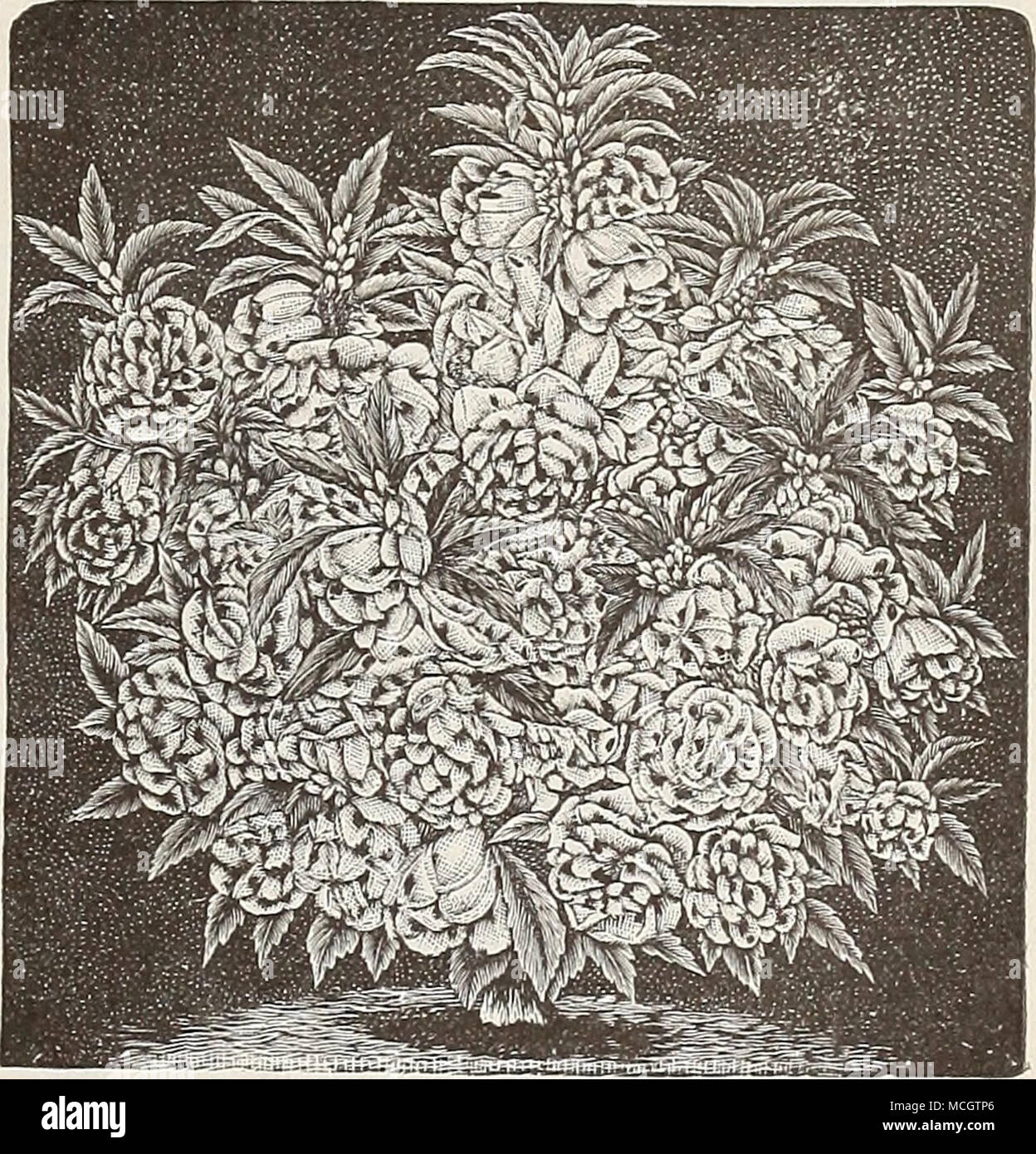. Doppio Camellia-Flowered Balsamo. Balsamo da Apple. (Vedere Momordica.) BAEEOON VINE. Un rapido-pianta crescente ; riesce meglio in terreni leggeri e situazione calda ; fiori bianco ; metà hardy ; annuale di 5 piedi. 5272 palloncino vite [Girdiospermwn). Per oz. 20 cts.. 5 BAPTISIA. Una bella hardy pianta erbacea perenne che producono il segnale di PEA fiori a forma di picchi a 6 pollici di lunghezza. 5274 Bantisia, Australis. Blu brillante; 2i piedi... :.10 BARTONIA. Fiori Producingshowy, sopra il suo grigio e roverella thistle- come fogliame, che sono estremamente brillante sotto il sole. Seminare dove è di rimanere per non recare trasp Foto Stock