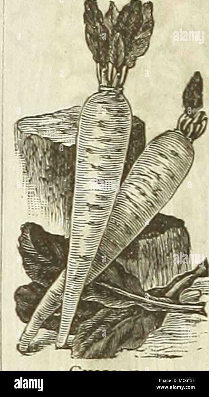. Le cicorie di Bruxelles. Â ^i-CORN.t^ dolce o zucchero. Welschkom, Ger. 3fa-mi^, Fe. 3Iaiz, Sp. Il dolce o zucchero di varietà che tende a decomporsi in freddo o bagnato, non dovrebbero essere piantati prima di maggio, o untiP la terra è diventata tiepida, e per una successione continua di piantare ogni due settimane, fino alla metà di luglio, nel ricco e ben concimato massa, in colline 3 piedi oltre ogni modo, coprendo la metà circa un pollice e sottile fuori a 3 piante per una collina o impianto in ranghi 4 piedi di distanza, e a riposo per 8 pollici al di là delle righe. Il campo varietà dovrebbero essere piantati 4 piedi oltre ogni modo, lasciando 3 piante per una collina. Foto Stock