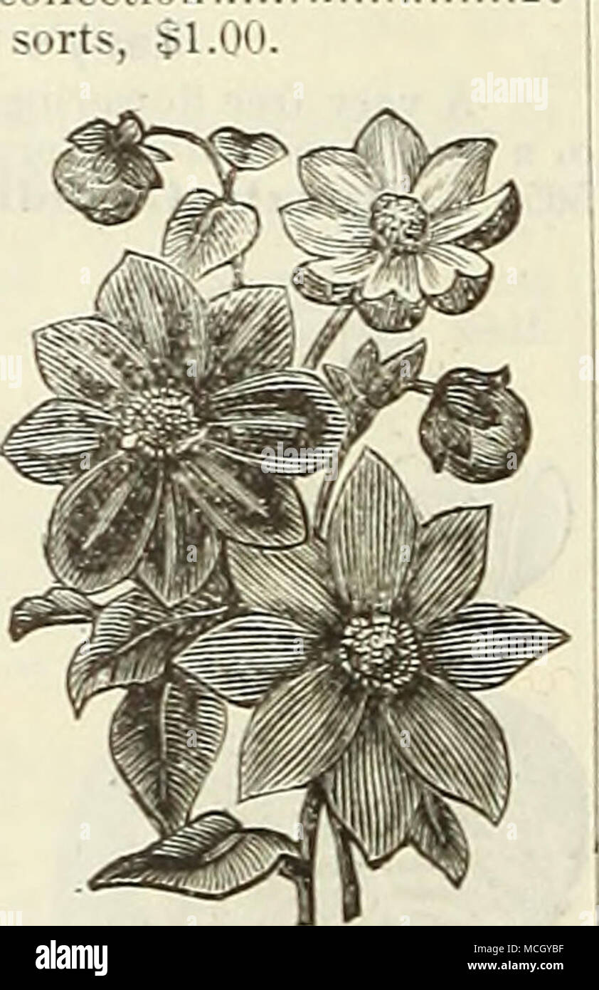 . Doppio dalia. Singolo DELPHINIUM Dahlia. (Larkspur.), uno dei nostri più vistose e piante utili, possedendo quasi ogni requisito per il complemento del giardino ; il hardy perenni di produrre splendidi picchi di fiori a profusione per tutta l'estate. Se seminate inizio fioriscono il primo anno dal seme. La hardy annuari sono profusa bloomers e maggiori possibilità di successo se seminate in autunno, o molto precoce in primavera. 5705 D. Formosum. I picchi di bella brillante di un blu ricco di fiori, con un centro bianco ; 2} piedi.... 10 5706 - Nudicaule. Nana, di crescita compatta, con picchi di luminose flusso scarlatto Foto Stock