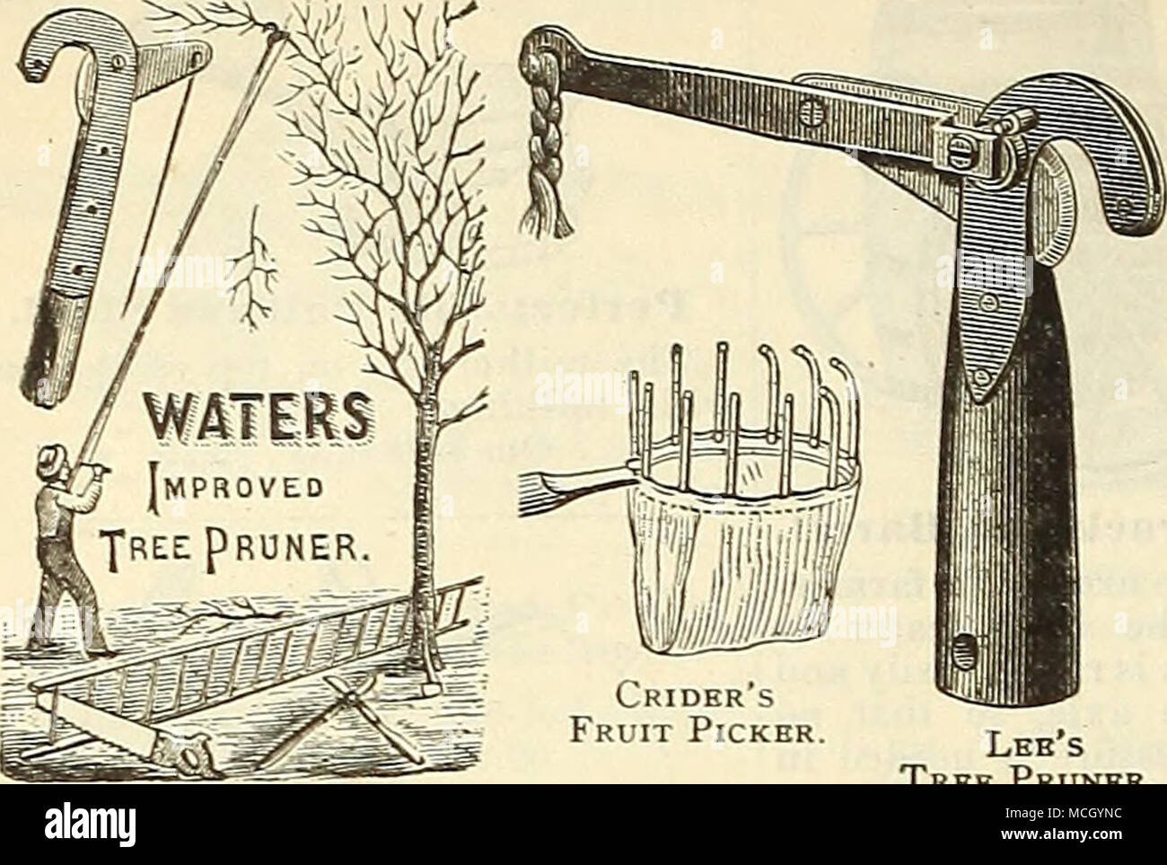 . Lee's Tree potatore. Crider regolabile della raccoglitrice di frutta. La maniglia, che è destinato ad essere fissato ad un palo, ammette di quattro regolare- ment?, rendendo qualsiasi parte della struttura accessibile ; il frutto è fissato senza la benché minima del pregiudizio. $1.00 ; per posta $1.25. Acque' Albero migliorato potatore. Il gancio en- cerchi l'arto. La lama essendo supportato su entrambi i lati, permette di essere realizzata molto sottile, rendendo più semplice e facile taglio; la lama è collegato mediante una biella e pole da 4 a 14 metri di lunghezza. Extra lame di taglio per posta, 30 cts. 4 piedini pole...$1,75 I 8 piedi pole...$2.25 ho 12.pagamento"t pole...$2.70 6 " Foto Stock