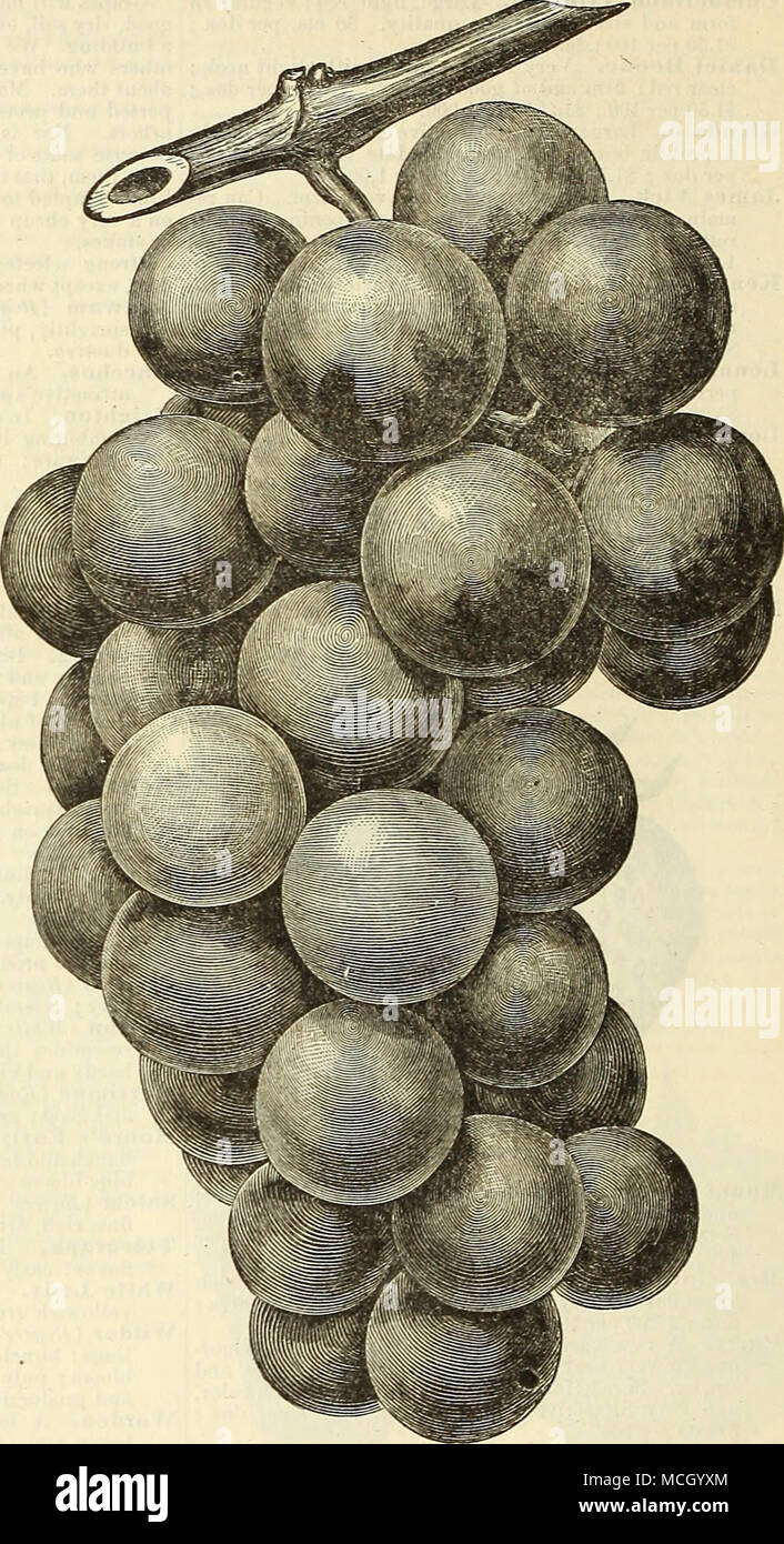 . Estera I VITIGNI. Per la coltivazione in serra in caldo o freddo aziende vinicole. Il seguente elenco comprende solo le migliori varietà di uso generale. I vigneti sono tutti di qualità migliore, extra fine e forte, e sono certo di dare soddisfazione. 1 anno in 6 pollici di pentole, $1.00 ciascuna ; 2 vears, in dieci pollici pentole, $2.00 ciascuna. Jefferson. Foe caldo o nero o viola uva. Principe Nero. Corte Madresfield Mus- cat. Il nero di Amburgo. Il Muscat " Victoria " Frogmore, San Pietro. Amburgo, Tripoli. Trentham nero. Raffreddare case vinicole. Il bianco e il giallo delle uve. Auckland, la Sweetwater Passito calabrese. Chasselas de Foto Stock