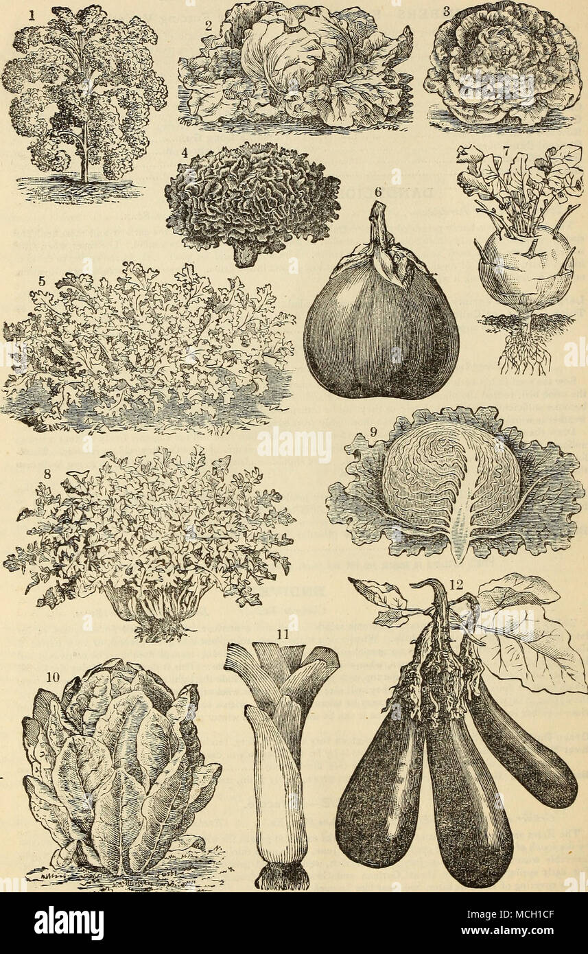 . T. Arricciata verde Scotch Kale. *. Inizio cavolo nero o bianco burro lattuga. ji Tennisball o Mercato Boston lattuga. 4. Boston lattuga arricciata. 5. Sempre bianco indivia arricciata. 6. New York migliorata grandi Egg-Plant viola. 7. Inizio bianco Kohl-Rabi di Vienna. 8. Thick-Leaved o Cabbaging Tarassaco. g. Hanson lattuga. 10. Kingsholm lattuga cos. 11. Grande Londra, o flag porri. 13. Inizio lungo Egg-Plant viola. Foto Stock