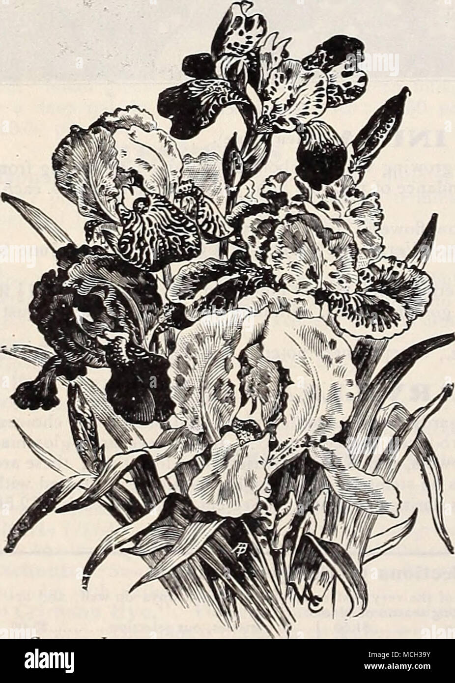 . Gbrman Tris, GERME AX IRIS (I. Geimanica). Il tedesco Iris è uno dei più desiderabili in primavera la fioritura delle piante. I fiori sono di grandi dimensioni e di squisita colori. Il giardino non è completa senza una raccolta di queste belle " Bandiere." Vi offriamo le seguenti possibilità di scelta figli : Albicans {Pthicas del Galles). Una molto bella, bianco puro. Cherion. Petali superiori mauve, Petali inferiori deep lilla. Donna Harie. Bianco, Petali inferiori lilla ombreggiata. Johan de Witt. Lilla pallido, petali inferiore bianco, passando per Deep Purple a suggerimenti. L'Avenier. Blu chiaro con tonalità di lilla, nani e gratuito. rime. Chereau. Whi Foto Stock