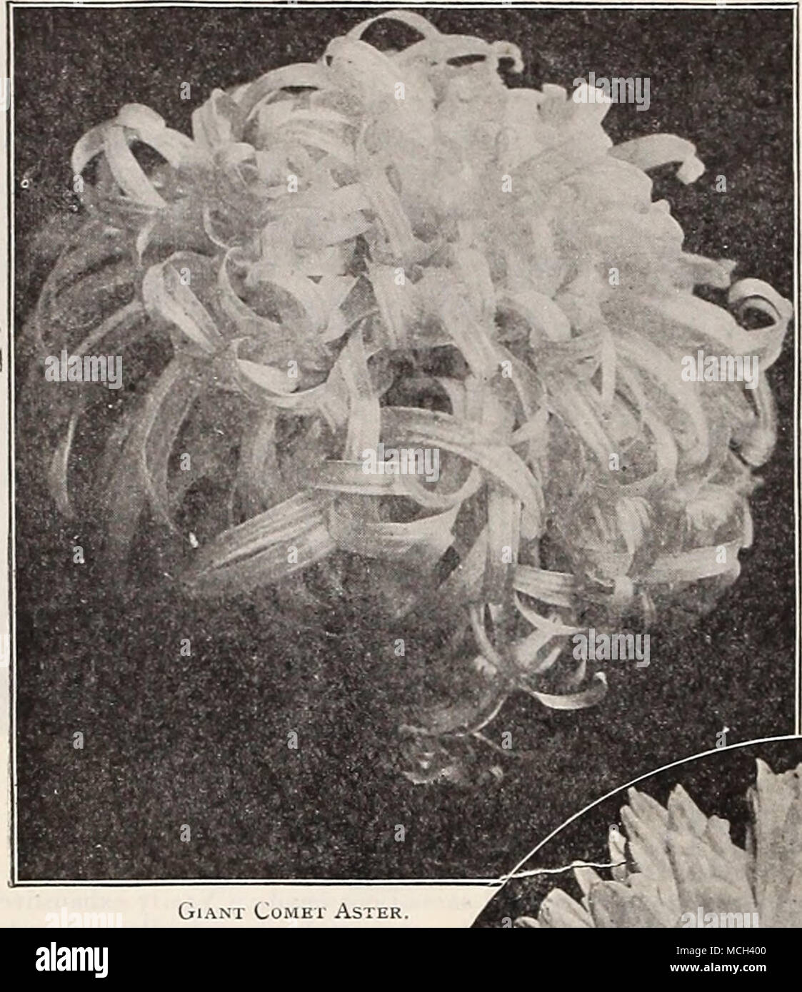. DWARF CHRYSANTHEMIM- aestri fiorito. • Una grande fioritura dwarf Aster; cresce circa 1 piede alta. Ammenda per i bordi del nastro, letti o pentole. Fiorisce durante il mese di agosto. PER , Kt. 1320 migliori misto. Tutti i colori. J oz., 50 cts 10 1318 Collezione importati. 6 colori 40 Cometa gigante gigante Aster COMET AESTRI. Questo tipo è cresciuto per noi in Europa ed è molto bello, con immensa plumy fiori; fiorisce in Agosto; 18 a 24 poll./pkt. 1297 gigante bianco puro 10 1296 sposa. Il flusso- ers, in apertura, sono del bianco purissimo, cambiando come si diventa più vecchi per un beauti- ful tonalità di rosa 10 1300 ramificazione gigante Foto Stock
