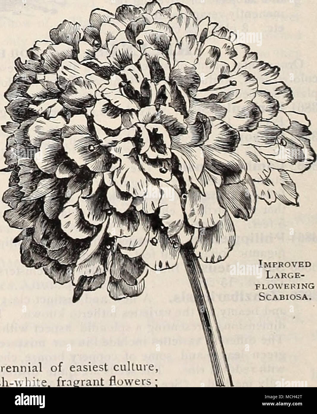 . Grandi migliorata- floweking scabiosa. 10 Il Salpiglossis mostrato nei colori sulla copertina di questo libro e offerti in precedenza sono completamente descritte a pagina 15. Foto Stock