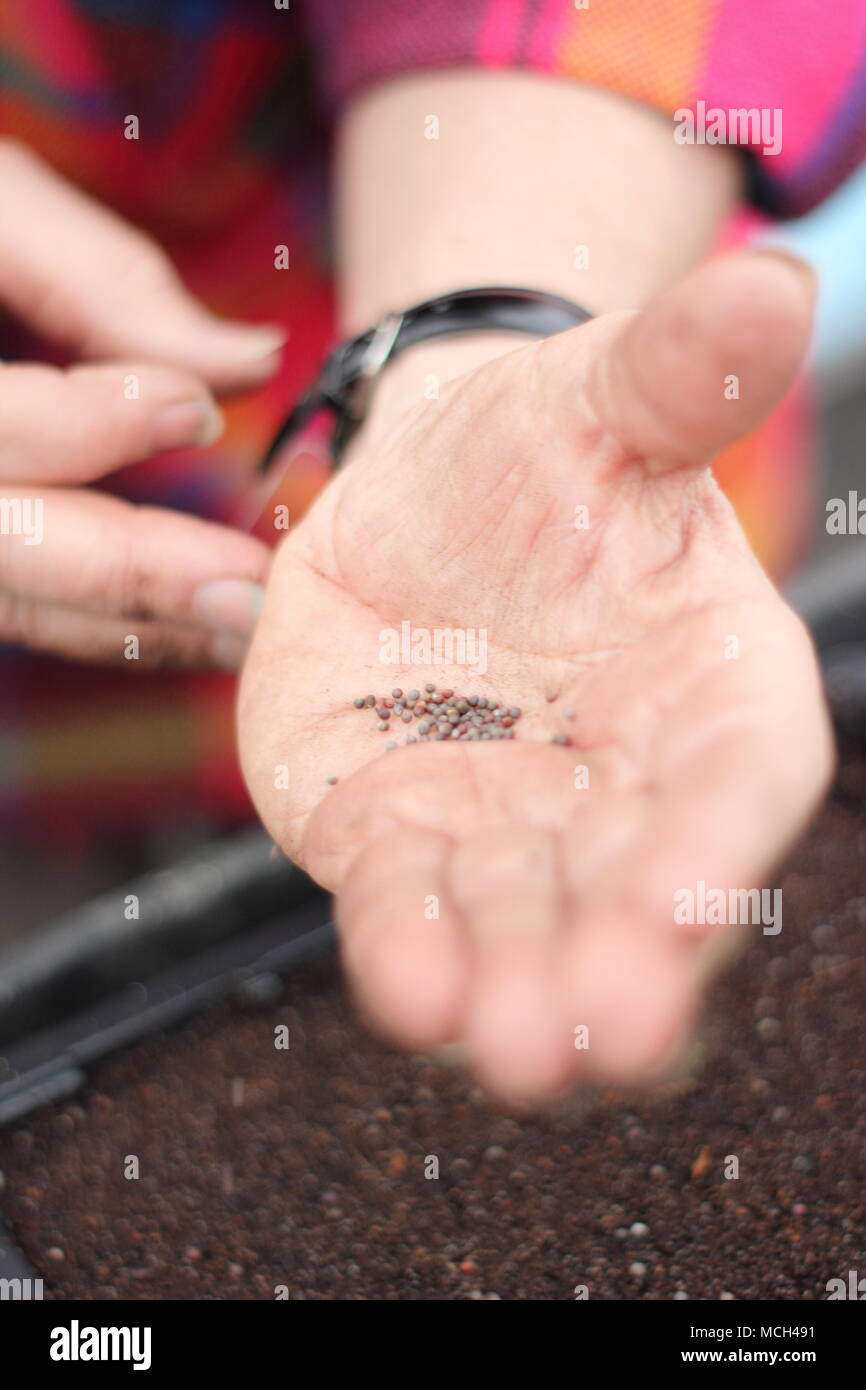 Semina. Semi di rapa "Ricci" scarlatto foglie di cavolo sono seminate in semina compost da un maschio di giardiniere in primavera, REGNO UNITO Foto Stock